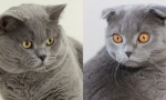 Какво да наричаме британски коте